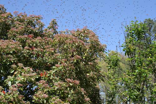 swarm surrounds bush