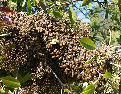 swarm in bush