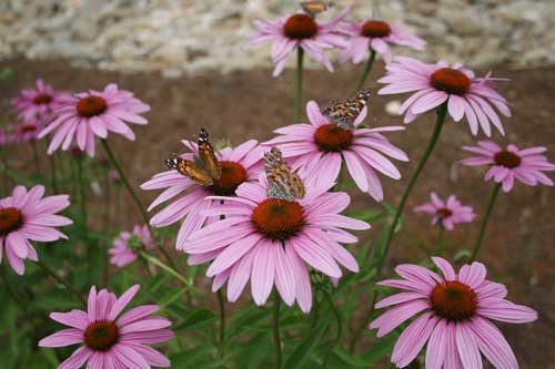 painted ladies on Echinaceas