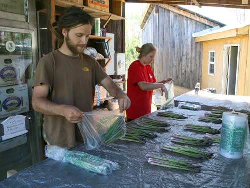 bagging asparagus