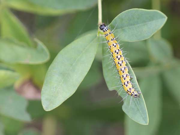 Genista caterpillar