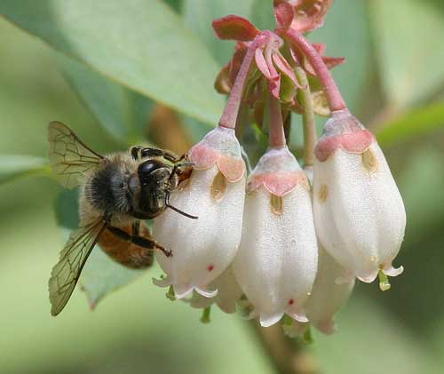 honey bee robbing nectar