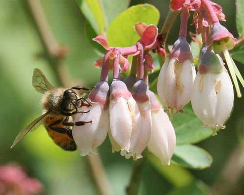 honey bee robbing nectar