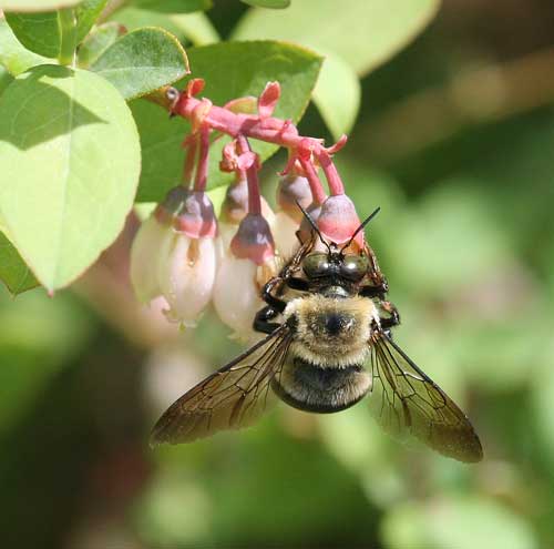 carpenter bee robbing nectar