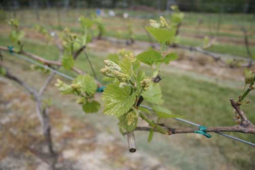 new growth on grape vine