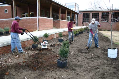 planting long bed