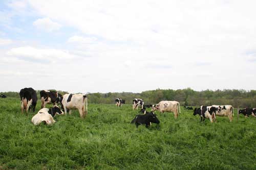 grazing cows