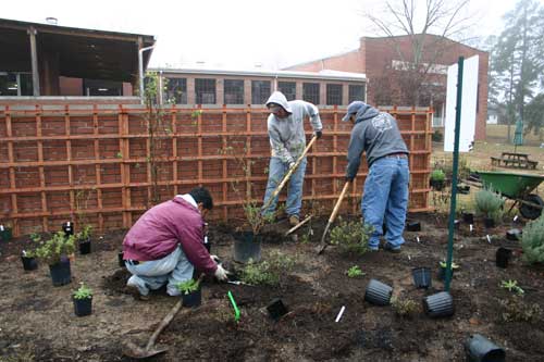 planting