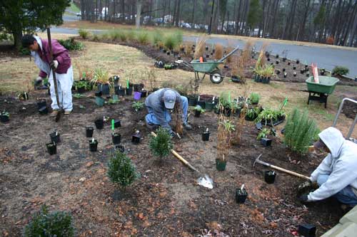 planting