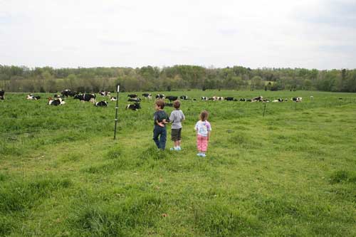 kids and cows
