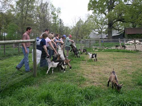 goats greet visitors