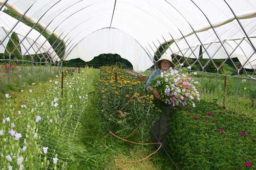 Betsy harvests flowers under the Haygrove tunnel