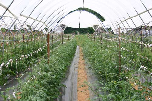 tomato crop in Haygrove tunnel