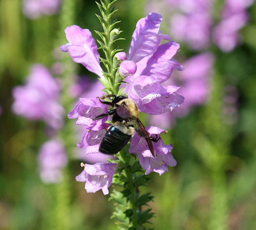 Carpenter bee on obedient plant