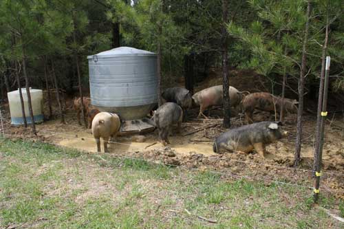 pigs in pines