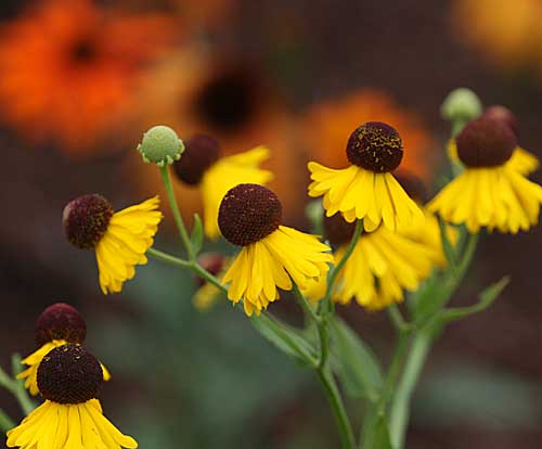 Helenium and Echinacea