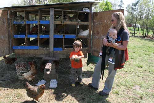 Diogo harvests eggs