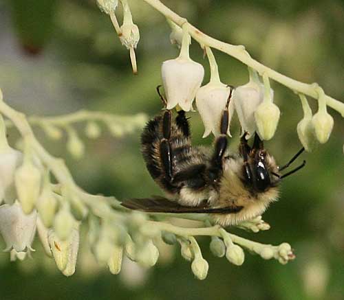 Bulble bee on sourwood