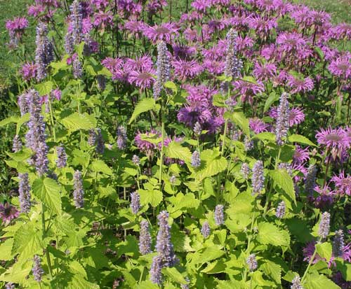 pollinator garden