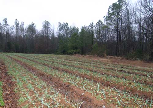 garlic field