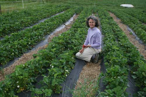 Leah picks strawberries