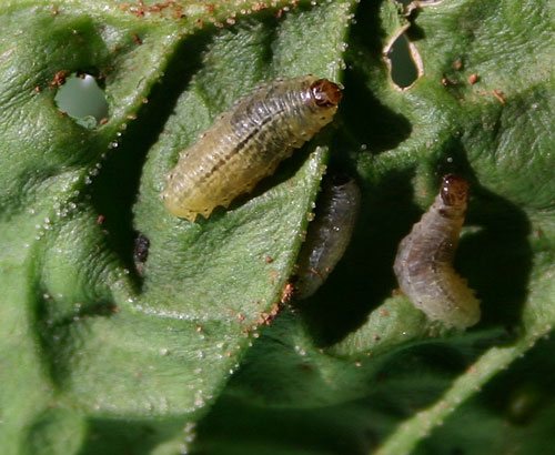 Vegetable weevil larvae feed on a variety of crops
including carrots, greens, tomatoes, turnips, and many more.