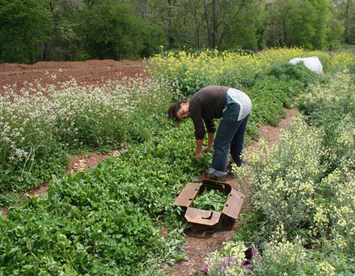 Adah harvests spinach