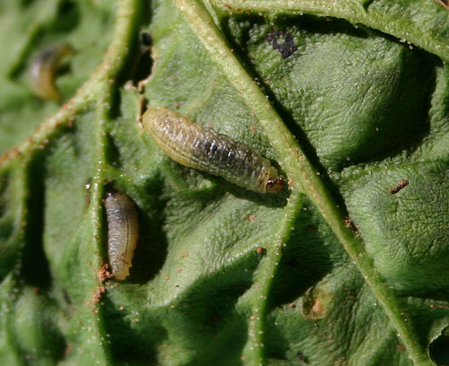 Vegetable weevil larvae on spinach leaves