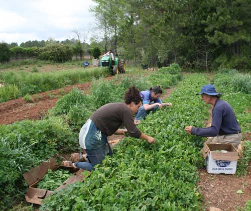 Adah, Doug, and Jessi harvest spinach