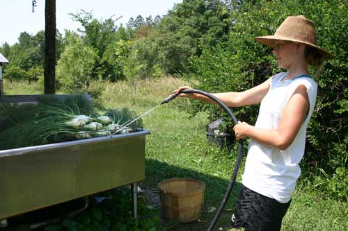 washing fennel