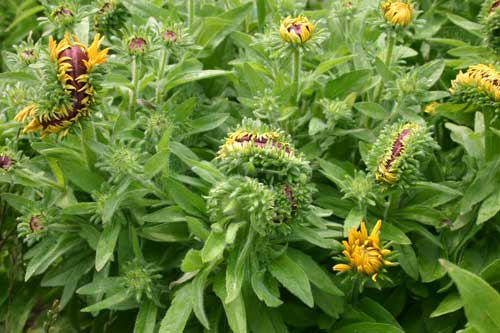 Rudbeckia plant displaying symptoms