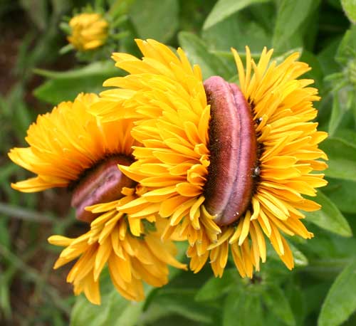 close-up of flower head