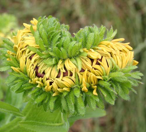 close-up of flower head