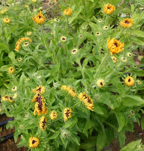 Rudbeckia plant displaying symptoms