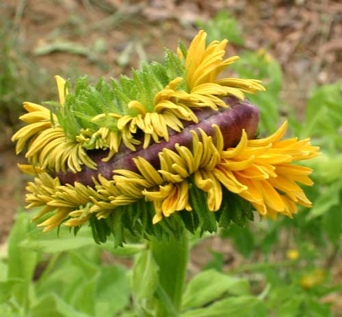 close-up of flower head