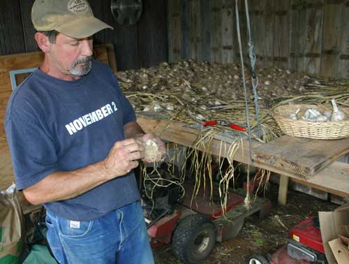 Mike cleans garlic