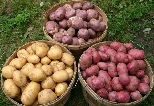 potato harvest