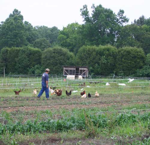 Mike rounding up renegade chickens