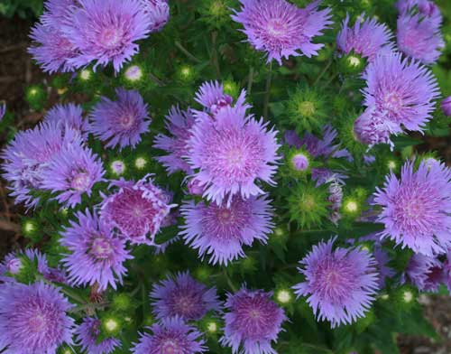 Stoke's aster blooms