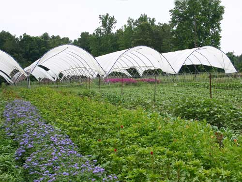 Crop diversity at Peregrine Farm