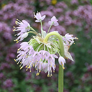 Allium cerneum