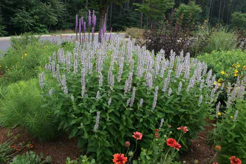 pollinator garden