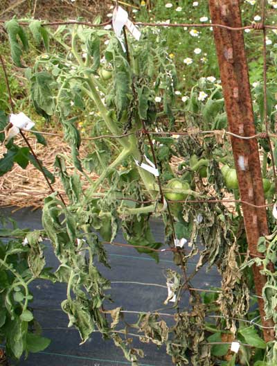 wilted plant