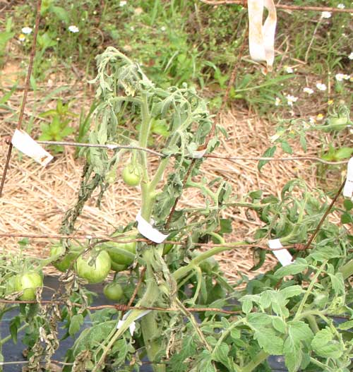 wilting at top of plant