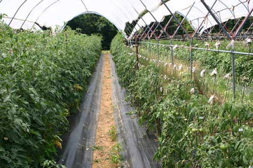 side by side rows showing diseased and stunted plants on right