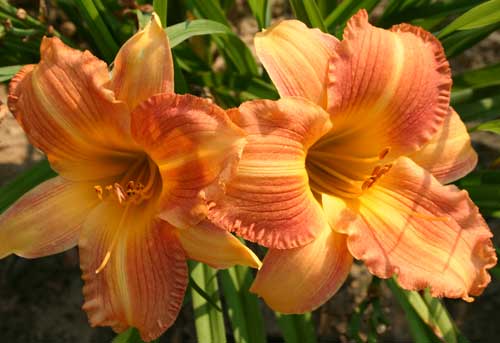 daylily blooms