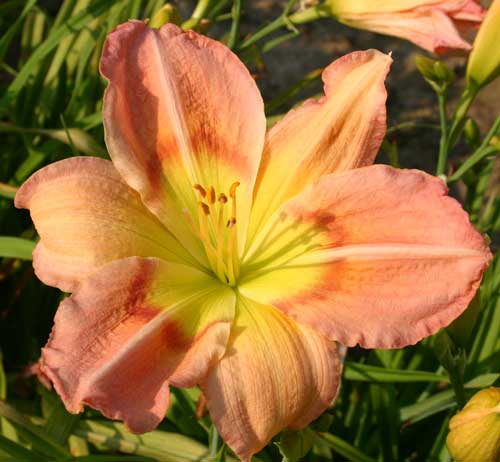 daylily farm