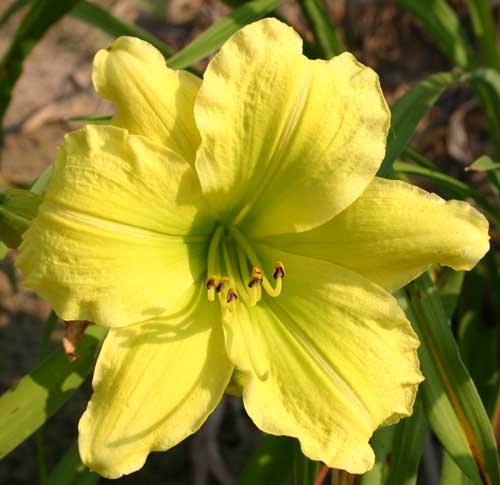 daylily bloom