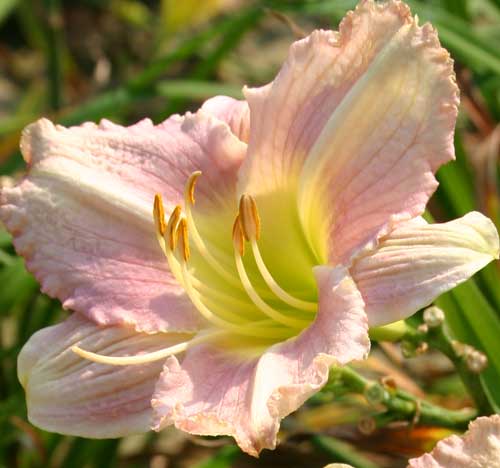 daylily bloom