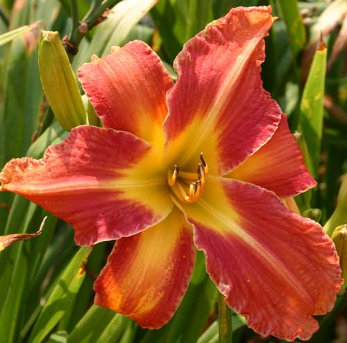 daylily bloom